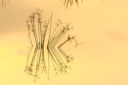 background; silhouette grass in golden water colorの写真素材