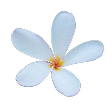 Isolated Plumeria  flowers on White Backgroundの写真素材