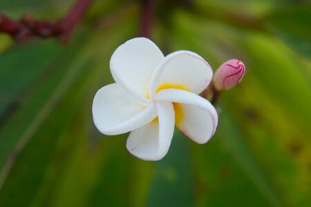Plumeria Vintage Tone on the  tree, frangipani tropical flowersの写真素材
