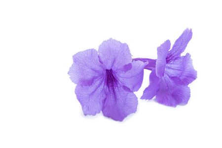 Violet flower,Ruellia squarrosa on a white background,Hygrophila erecta,Watrakanu,Iron root,Feverroot,Trai-no,Toi ting,Biennial herbs with medicinal propertiesの写真素材