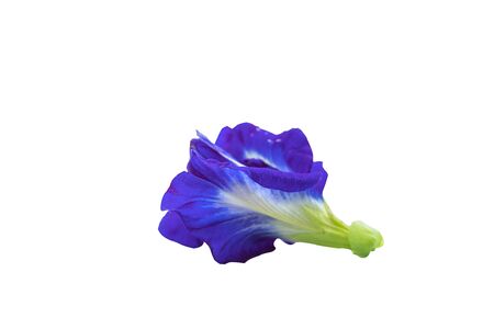 Blue Pea, Butterfly pea flower isolated on white background ( Clitoria ternatea L.)の写真素材