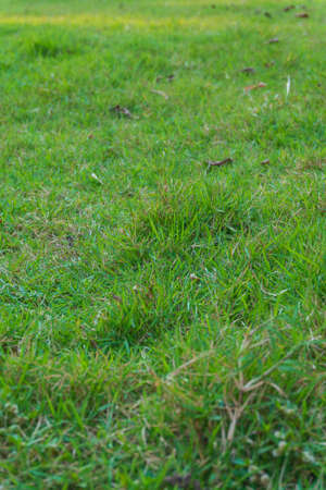 Green grass field background. Football turf.の写真素材