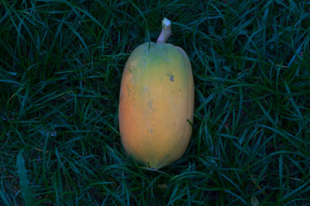 Ripe papaya fruit on the green grass.の写真素材