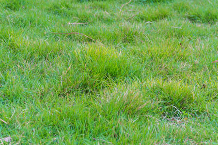 Green grass field background. Football turf.の写真素材