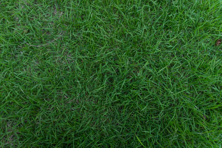 Green grass field background. Football turf.