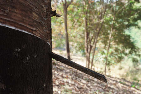 A wedge is inserted into the rubber tree to allow the latex to follow the wedge.の写真素材
