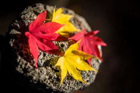 maple leavesの写真素材