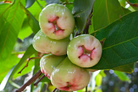 Rose Apple on Tree の写真素材