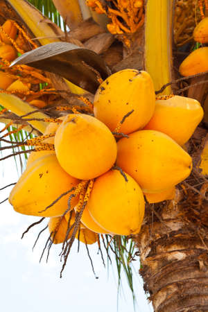 Yellow coconuts on treeの写真素材