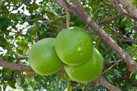 Grapefruit on a tree 
