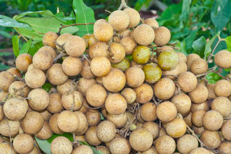 The longan fruit の写真素材