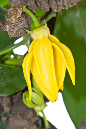 Flower Ylang-Ylang on treeの写真素材