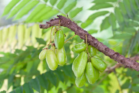 Bilimbi Fruit  on treeの写真素材