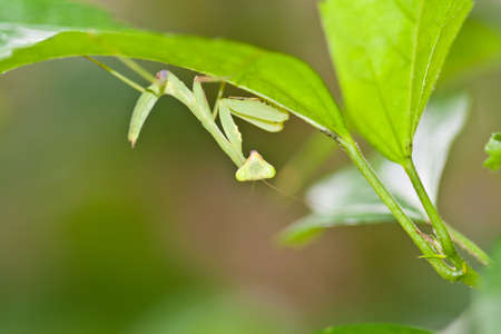 Praying Mantis on a  treeの写真素材