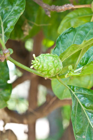 Noni fruit on tree