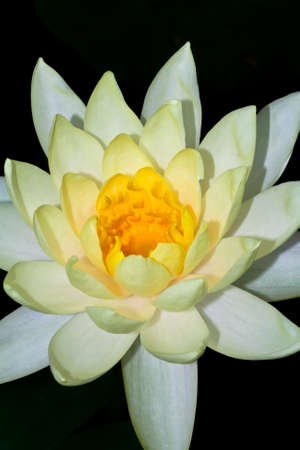 Lotus flowerの写真素材