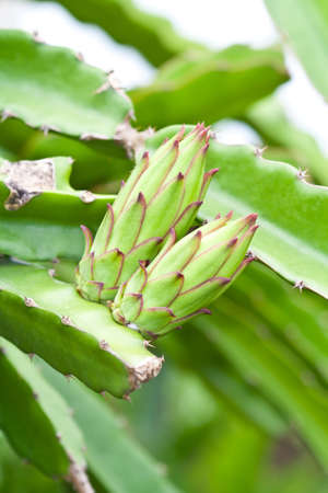 Two Dragon Fruit Flower の写真素材