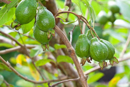 Guava on tree の写真素材