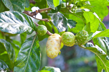 Noni fruit on tree の写真素材