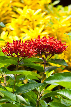 Red Ixora flower の写真素材