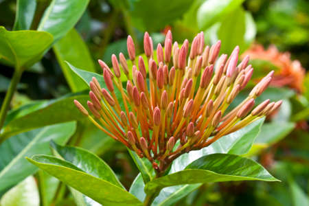 Ixora flower の写真素材