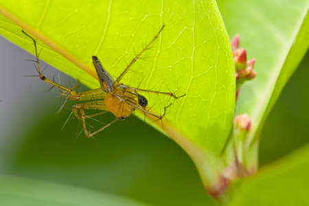 Spider. の写真素材