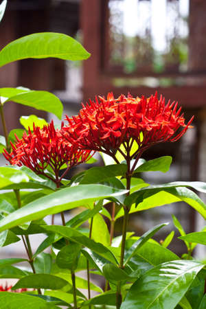 Red Ixora flower の写真素材