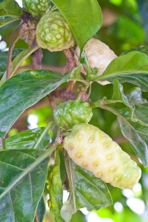 Noni fruit on tree の写真素材