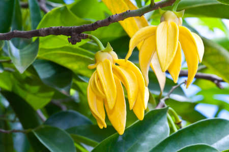  Ylang-Ylang  Flower  on tree の写真素材
