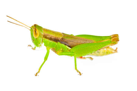 Green Grasshopper on white の写真素材