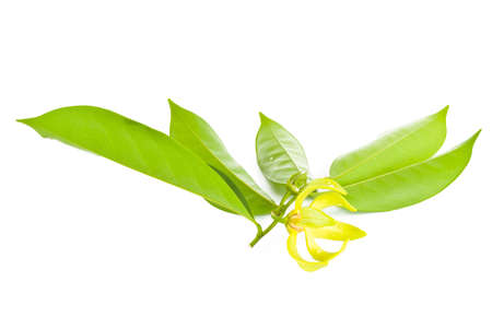 Ylang-Ylang flower on isolate background.の写真素材