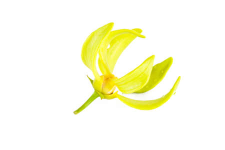 Ylang-Ylang flower on isolate background. の写真素材