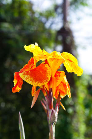 Canna lilies の写真素材