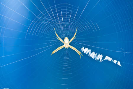 spider 