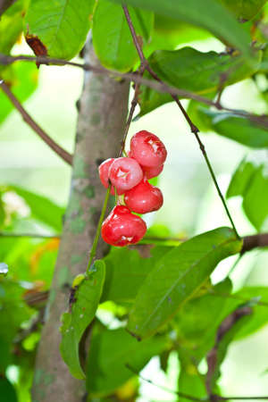 Small rose apple on the tree 