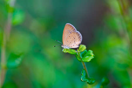 A  small butterfly on a leaf. の写真素材