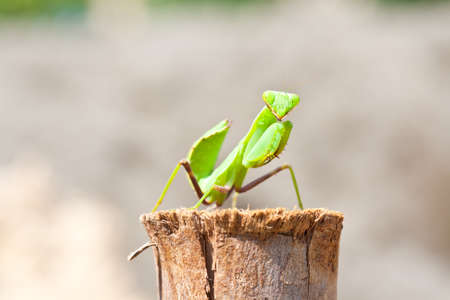 Green Praying Mantis in natural wooden environment の写真素材