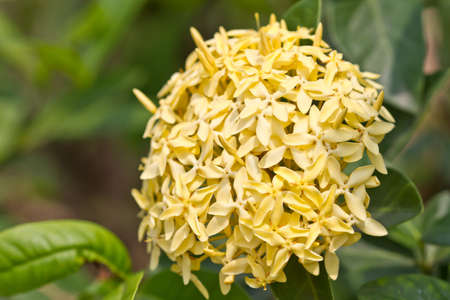 Yellow Ixora Flower の写真素材