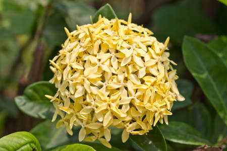 Yellow Ixora Flower の写真素材