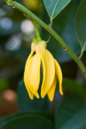 Ylang-Ylang Flowers on tree , Thailand の写真素材