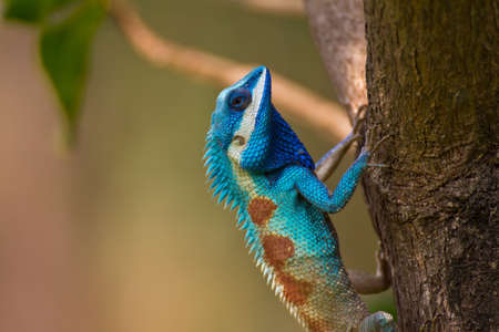 Lizard on the tree の写真素材
