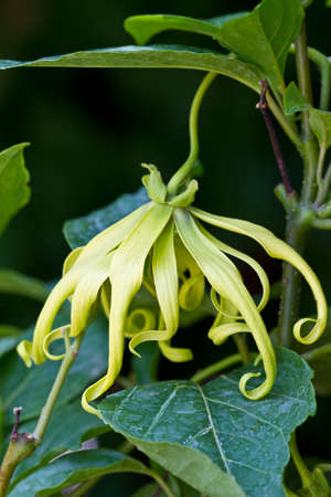 Green Ylang-Ylang  Flowers  for the manufacture of essential oilの写真素材
