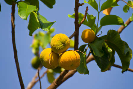 Santol fruit on tree の写真素材