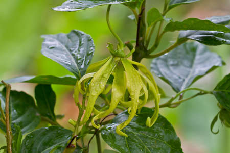 Flowers Ylang-Ylang, for the manufacture of essential oilの写真素材