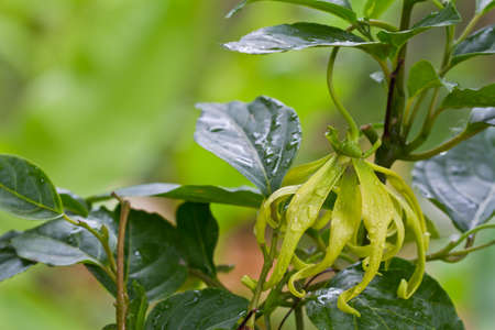 Flowers Ylang-Ylang, for the manufacture of essential oilの写真素材