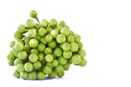 Pea eggplant on white background の写真素材