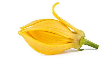 Ylang-Ylang Flower on white backgroundの写真素材