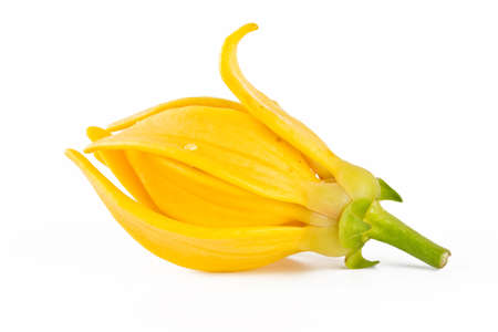 Ylang-Ylang Flower on white backgroundの写真素材