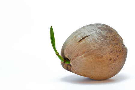 Sprout of coconut tree isolated on white background の写真素材