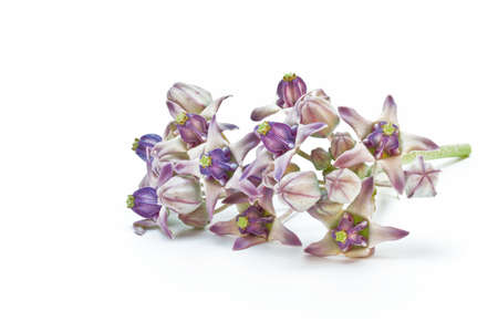 Crown flower on white background ,Thailand の写真素材